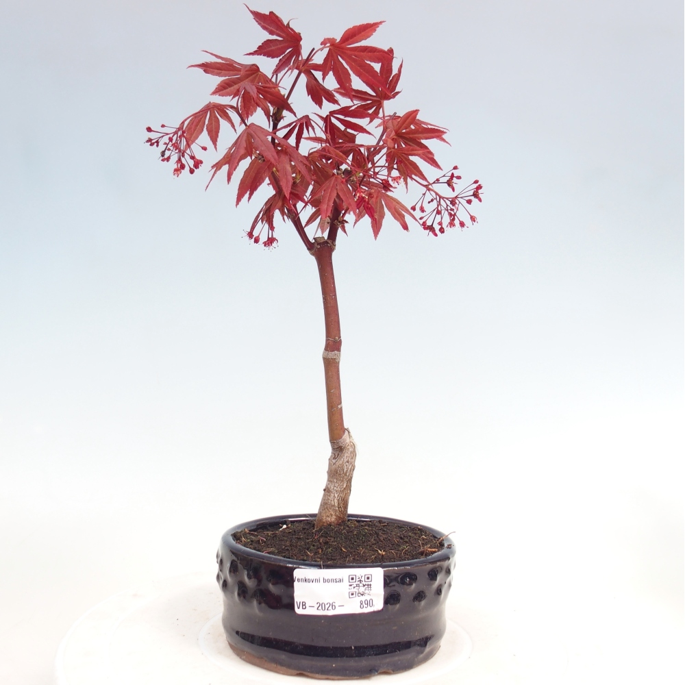Venkovní bonsai - Acer palm. Atropurpureum-Javor dlanitolistý
