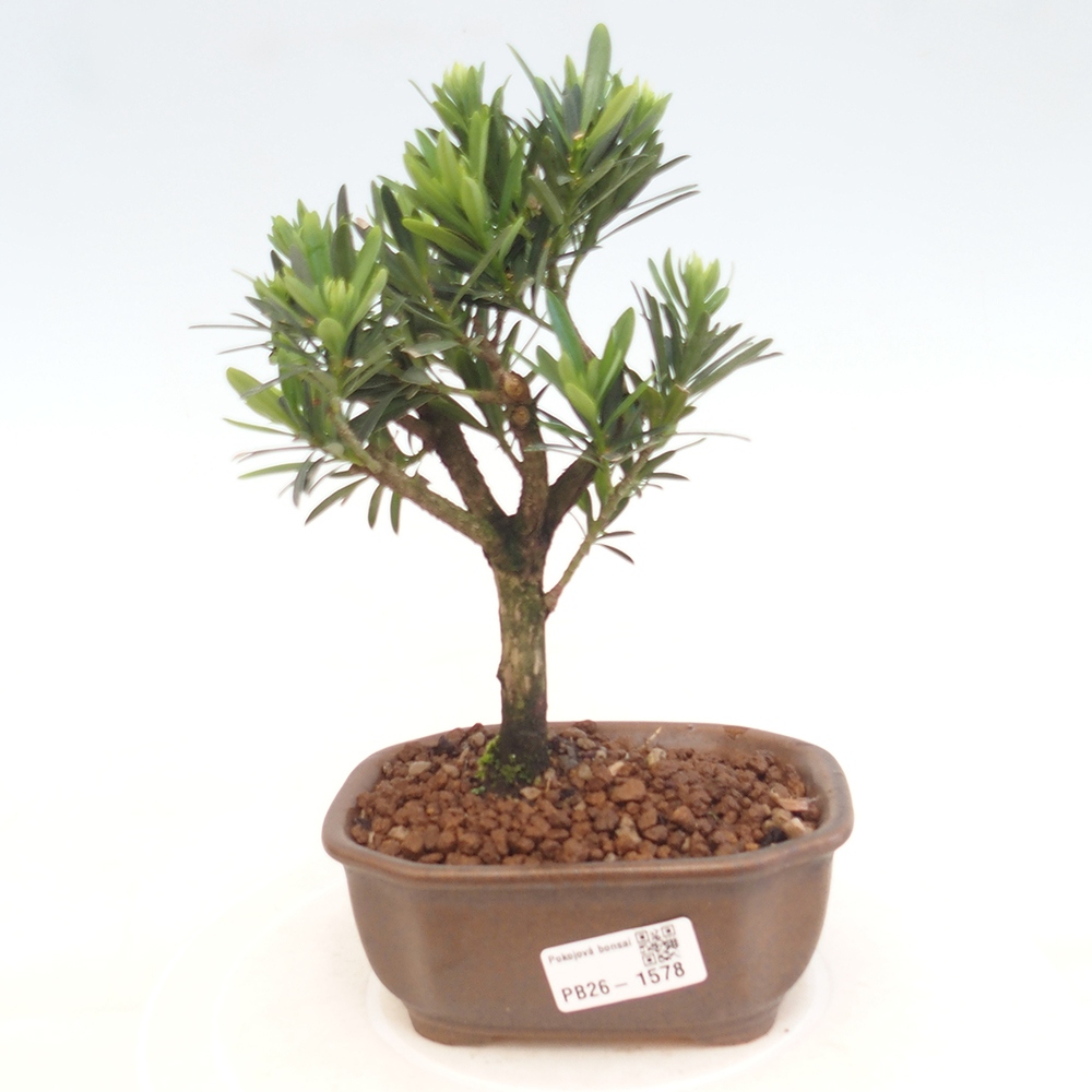 Pokojová bonsai - Podocarpus - Kamenný tis