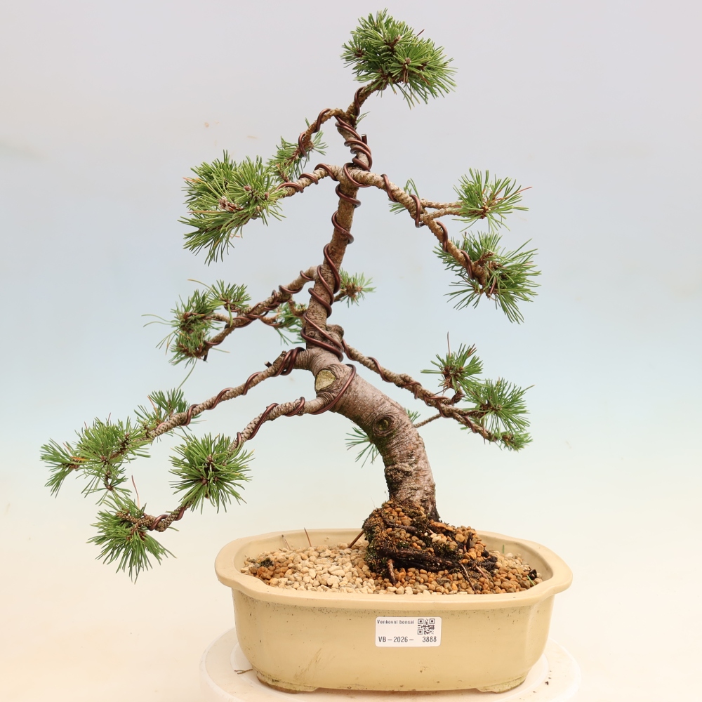 Venkovní bonsai - Pinus mugo Humpy  - Borovice kleč
