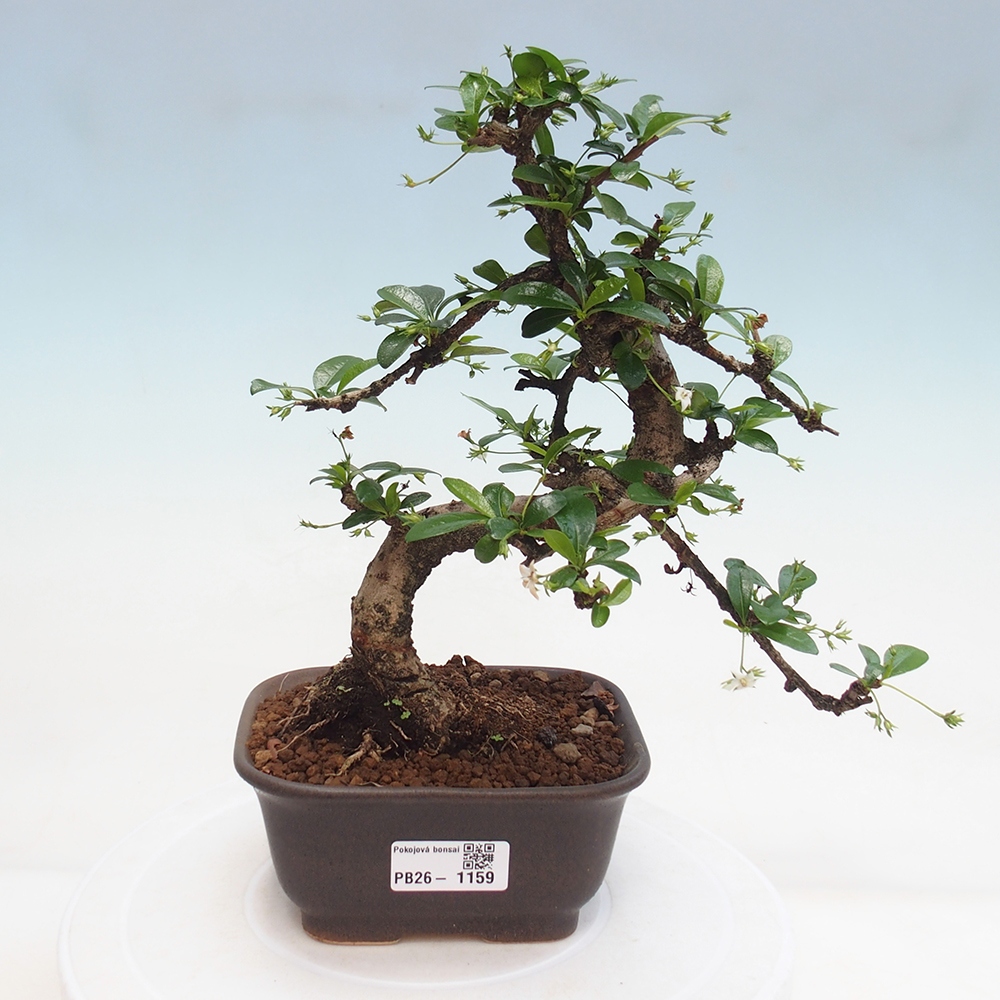 Pokojová bonsai - Carmona macrophylla - Čaj fuki