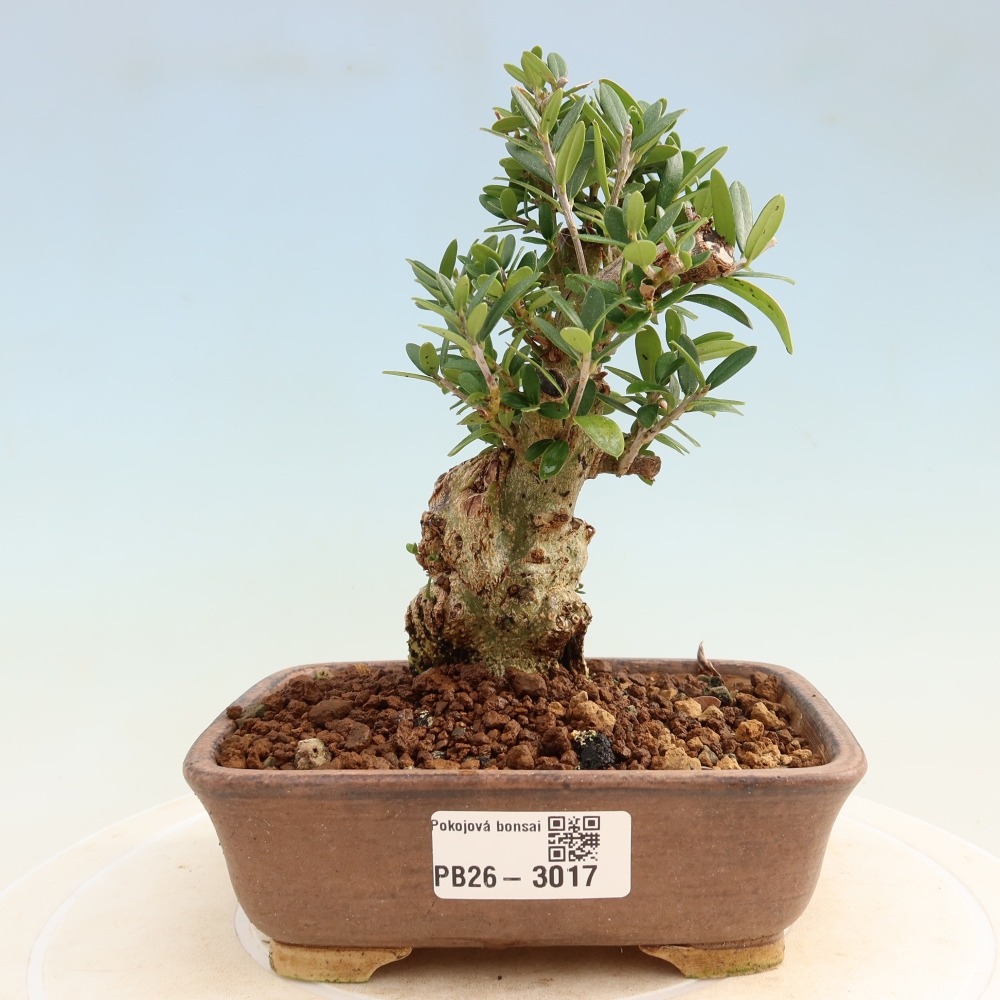 Pokojová bonsai - Olea europaea sylvestris -Oliva evropská drobnolistá