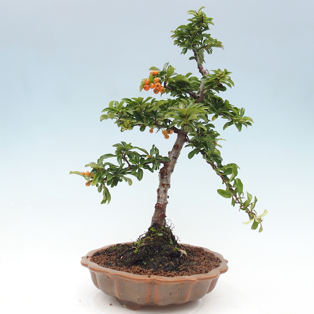 Venkovní bonsai-Pyracanta Teton -Hlohyně