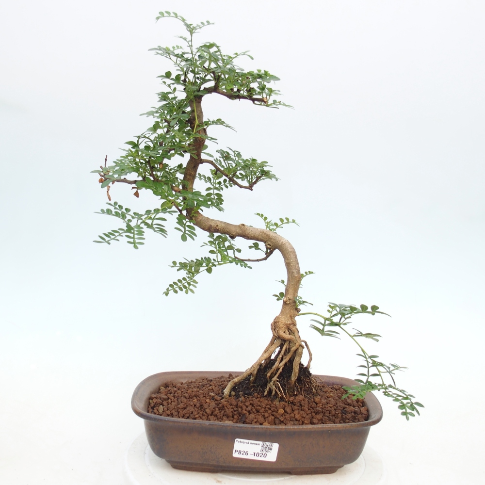 Pokojová bonsai - Zantoxylum piperitum - pepřovník