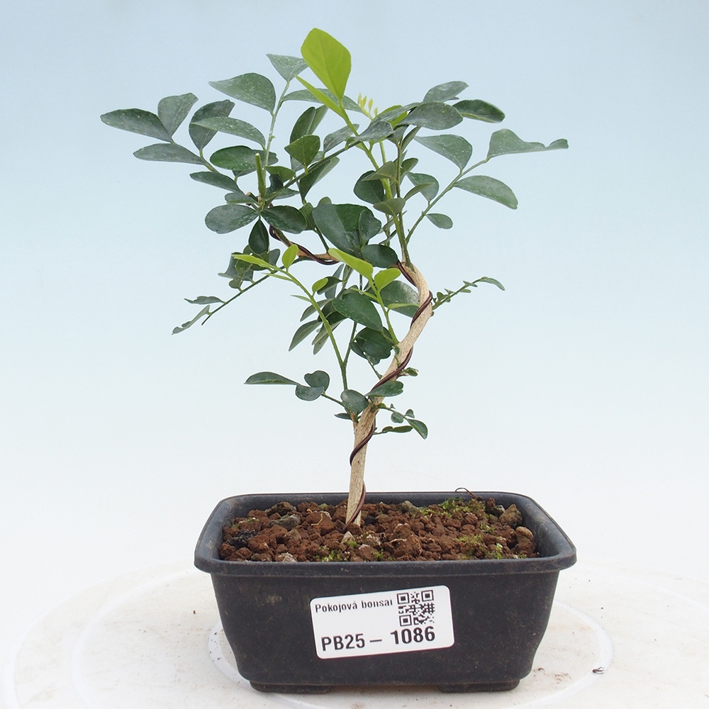 Pokojová bonsai - Muraya paniculata