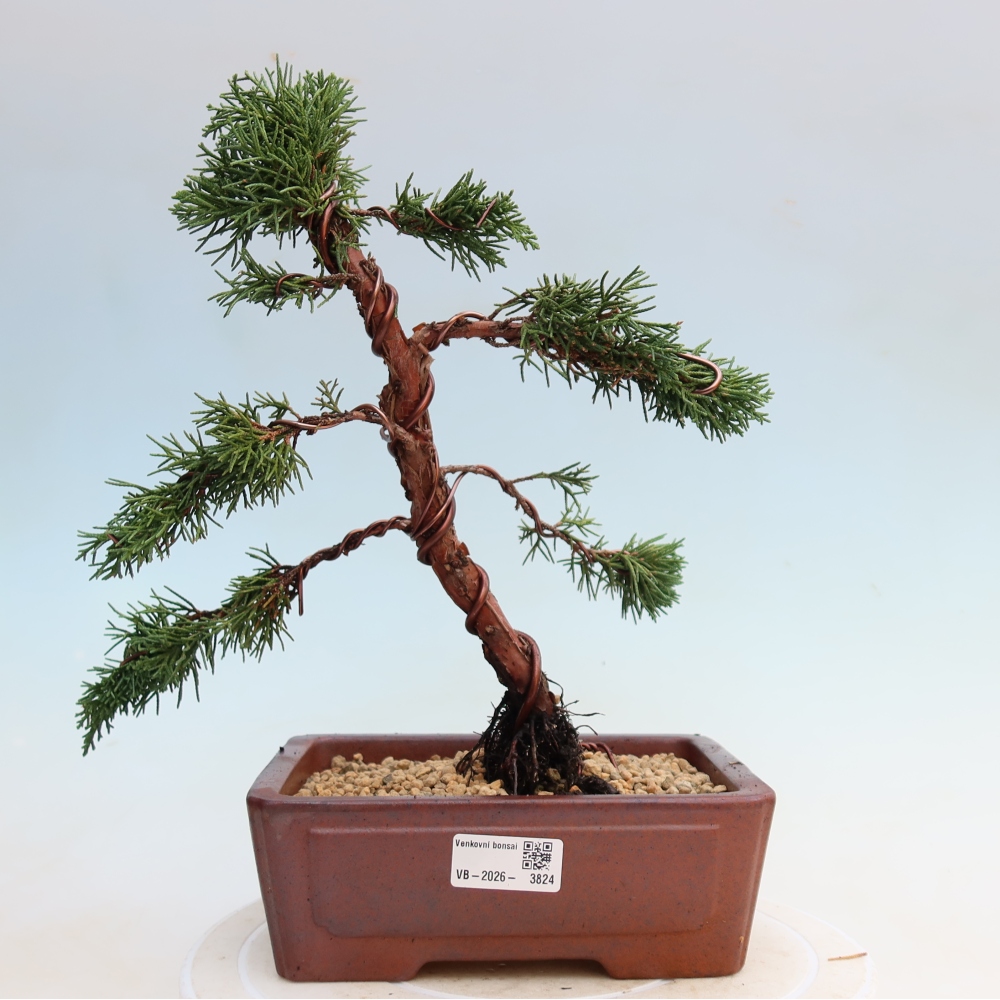 Venkovní bonsai - Juniperus chinensis Kishu -Jalovec čínský