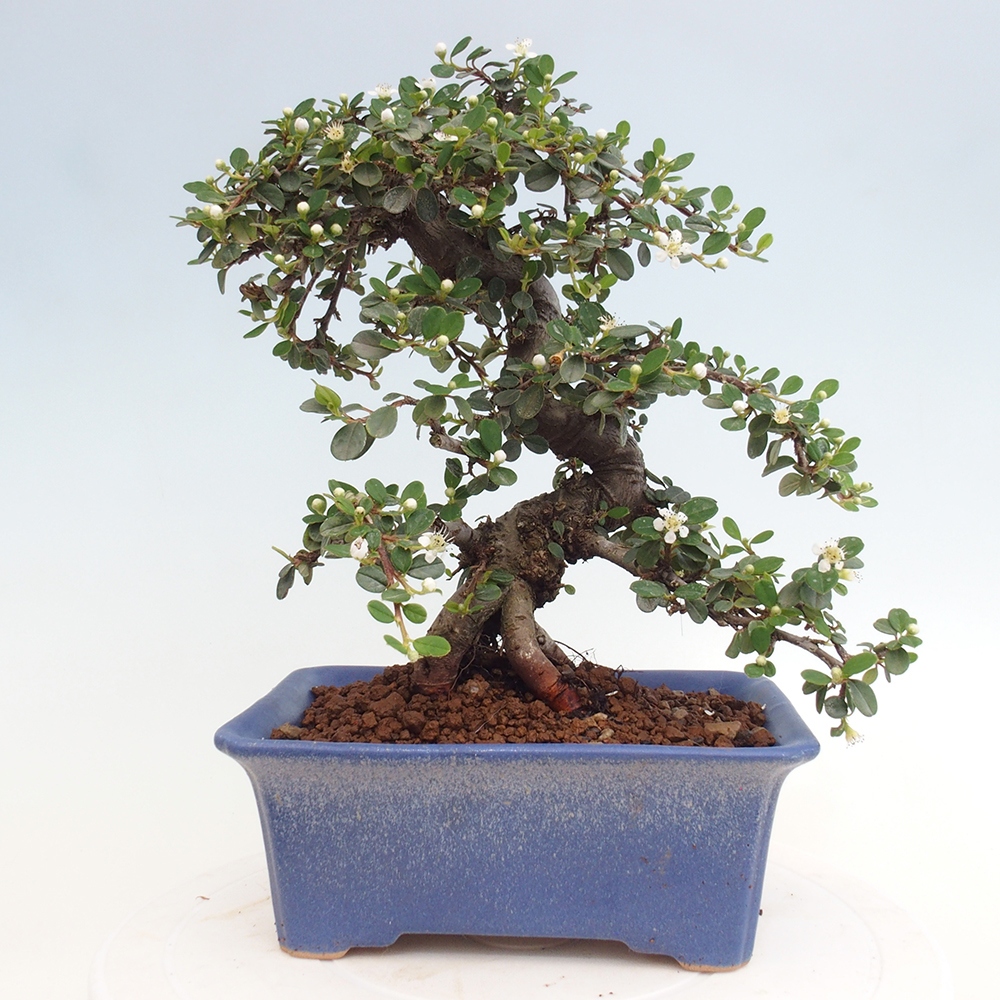 Venkovní bonsai-Cotoneaster dammeri - Skalník Damerův