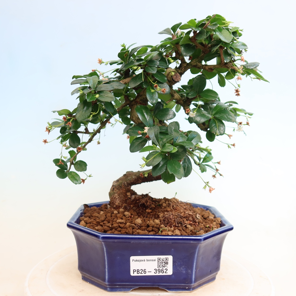 Pokojová bonsai - Carmona macrophylla - Čaj fuki