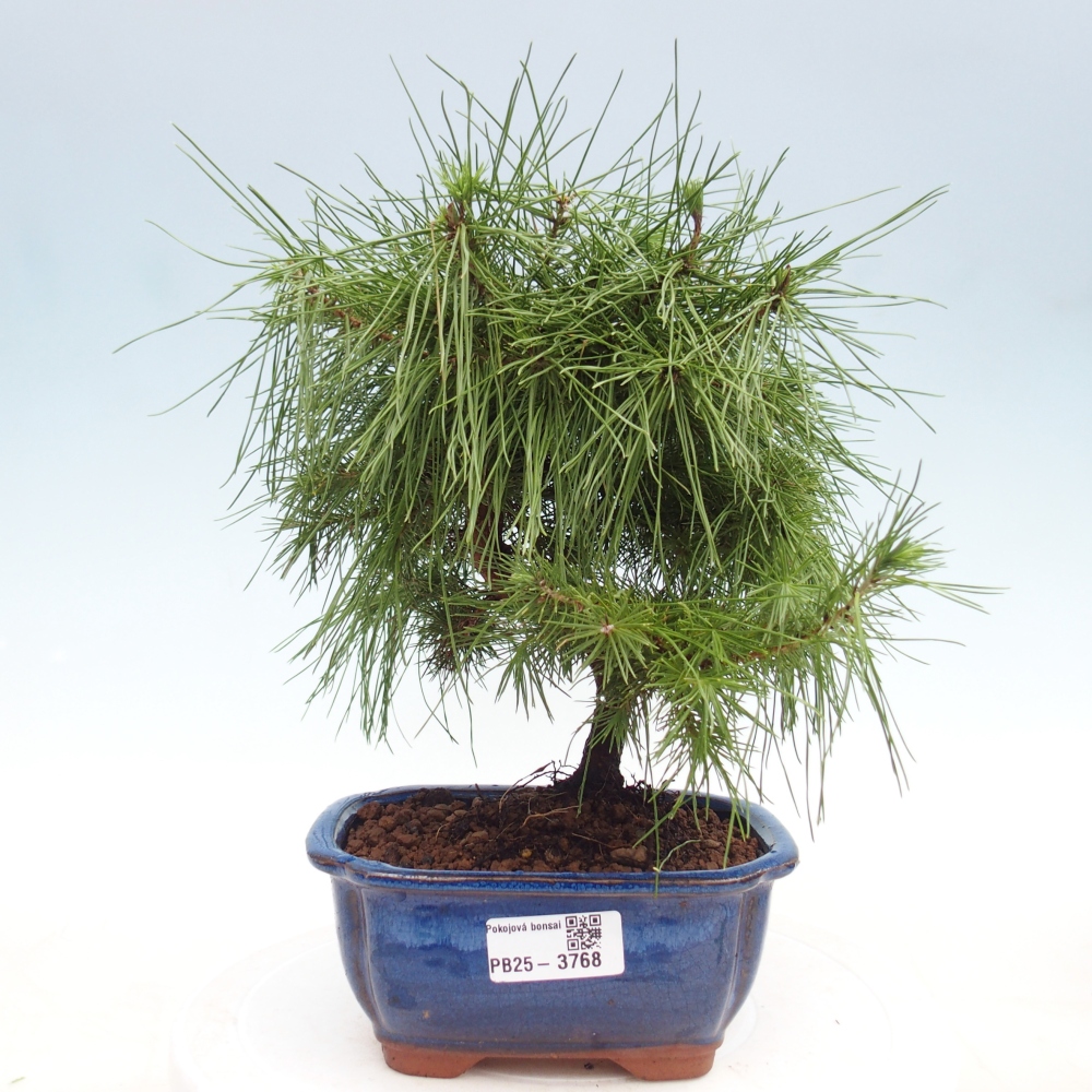 Pokojová bonsai-Pinus halepensis-Borovice alepská