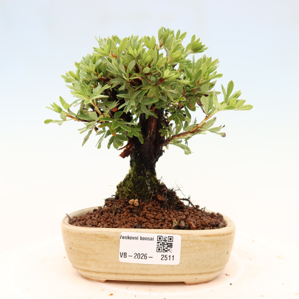 Venkovní bonsai-Mochna křovitá - potentila fruticosa 