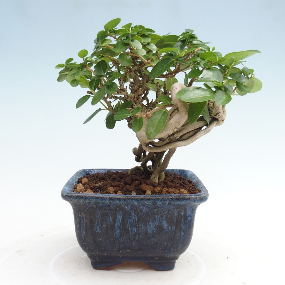Pokojová bonsai - Premna serratifolia  - Kozlovoň malolistá