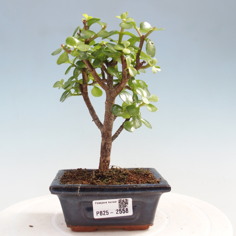 Pokojová bonsai - Portulakaria Afra - Tlustice