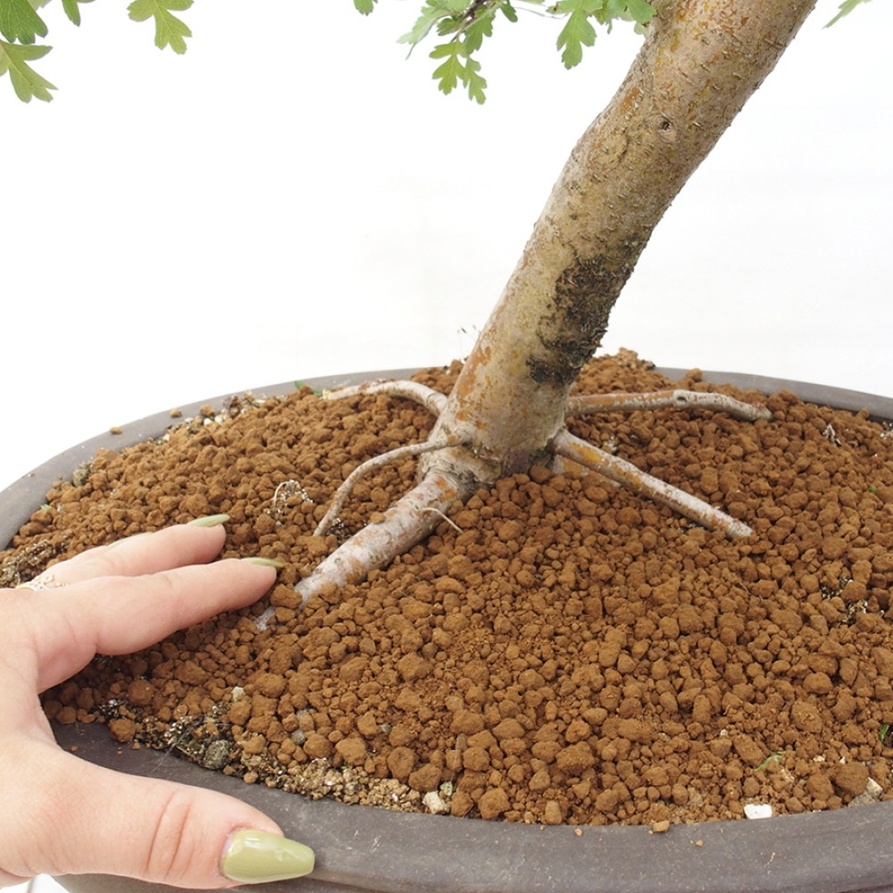 Venkovní bonsai - Hloh - Crataegus monogyna