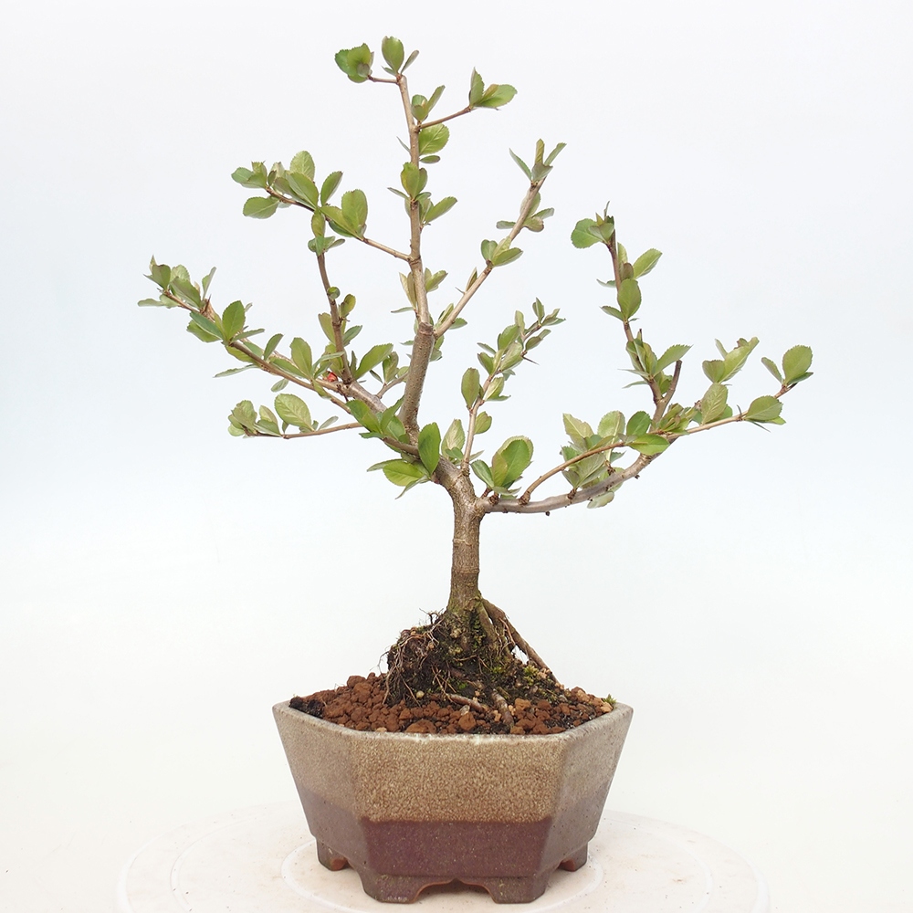 Venkovní bonsai - Chaneomeles sup. Nicoline - kdoulovec