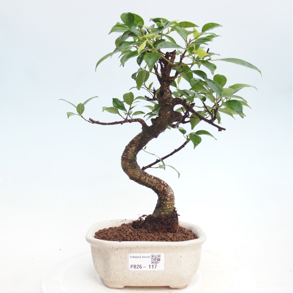 Pokojová bonsai - Ficus retusa -  malolistý fíkus