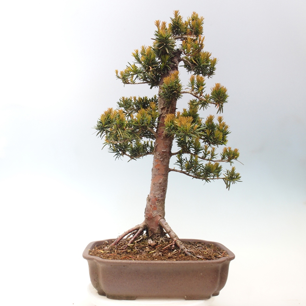 Venkovní bonsai - Taxus cuspidata  - Tis japonský