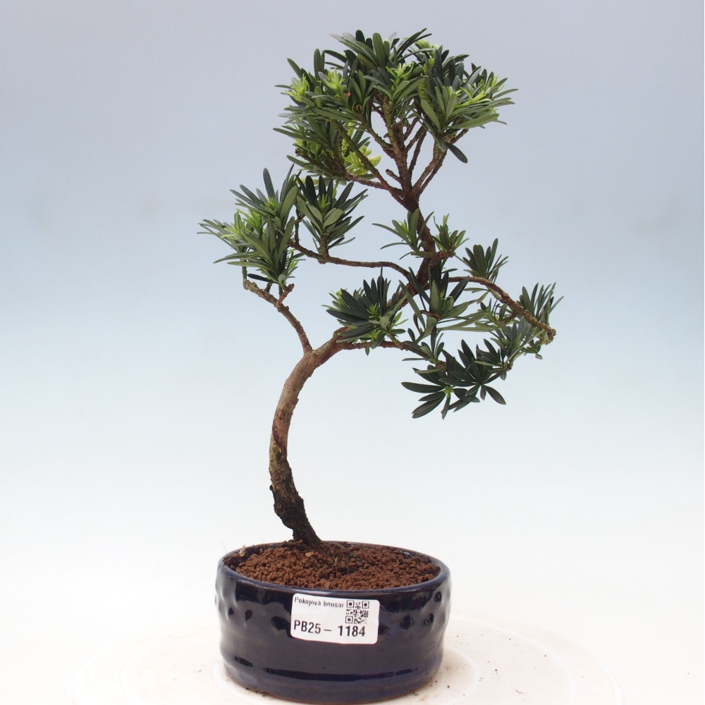 Pokojová bonsai - Podocarpus - Kamenný tis