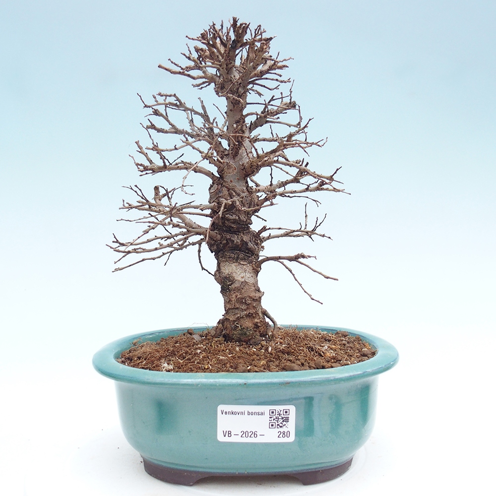Venkovní bonsai - Zelkova - Zelkova NIRE