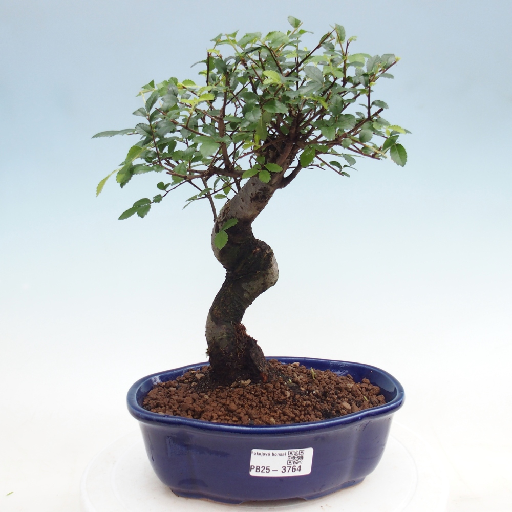 Pokojová bonsai - Ulmus parvifolia - Malolistý jilm