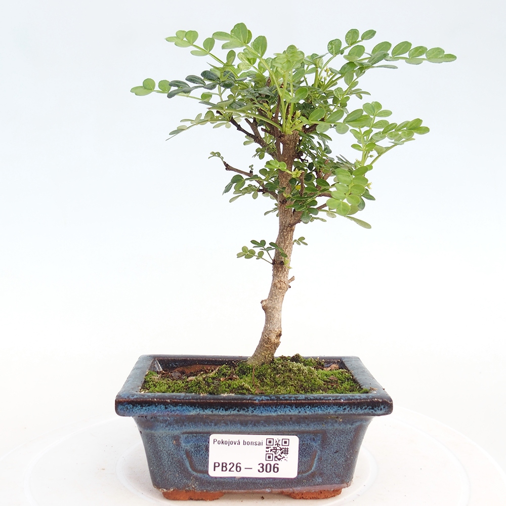 Pokojová bonsai - Zantoxylum piperitum - pepřovník