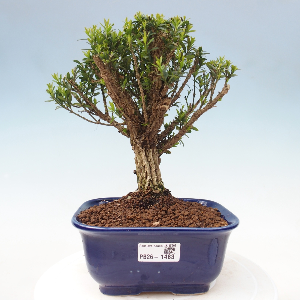 Pokojová bonsai - Buxus harlandii - korkový buxus