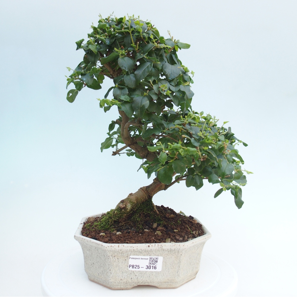 Pokojová bonsai -Ligustrum chinensis - Ptačí zob