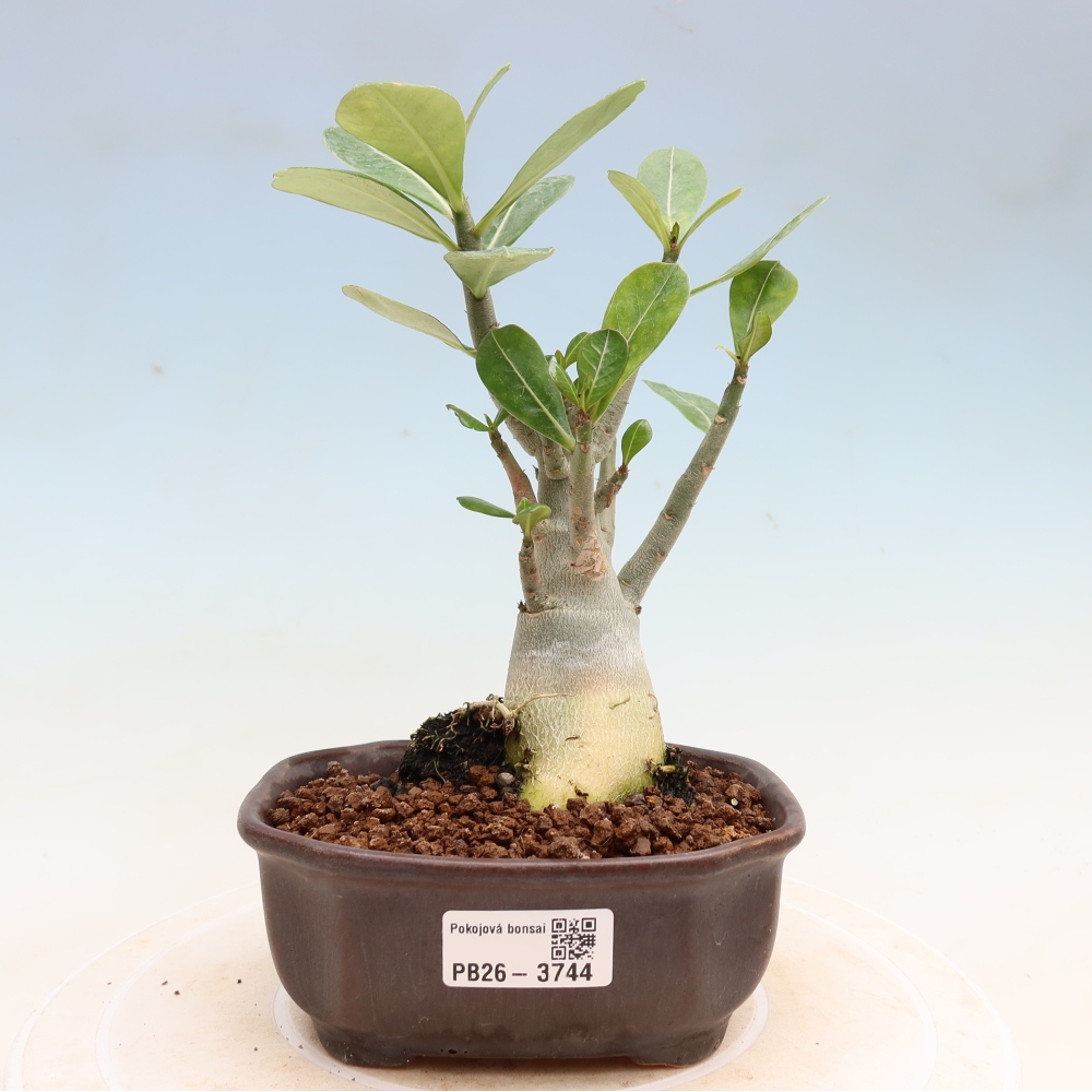 Pokojová bonsai - Adenium obesum Red Star - Pouštní růže