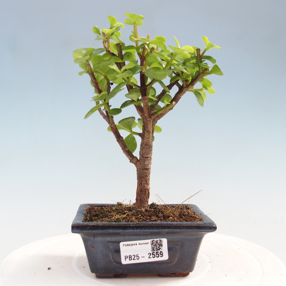 Pokojová bonsai - Portulakaria Afra - Tlustice