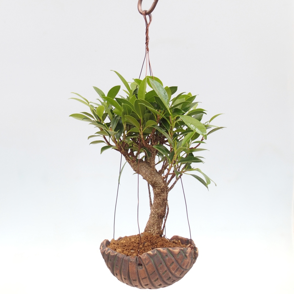Kokedama v keramice - malolistý ficus - Ficus kimmen