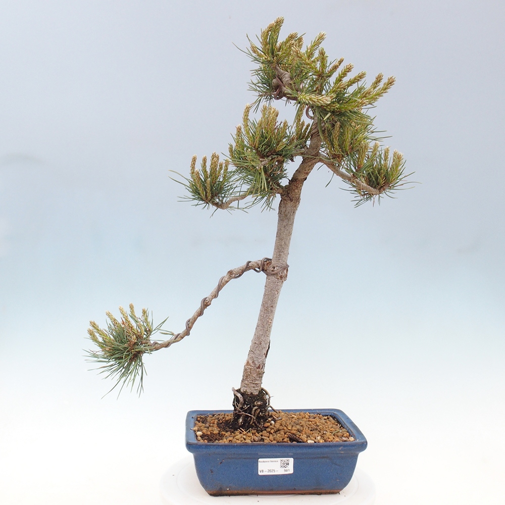 Venkovní bonsai - Pinus Sylvestris Watererri - Borovice lesní