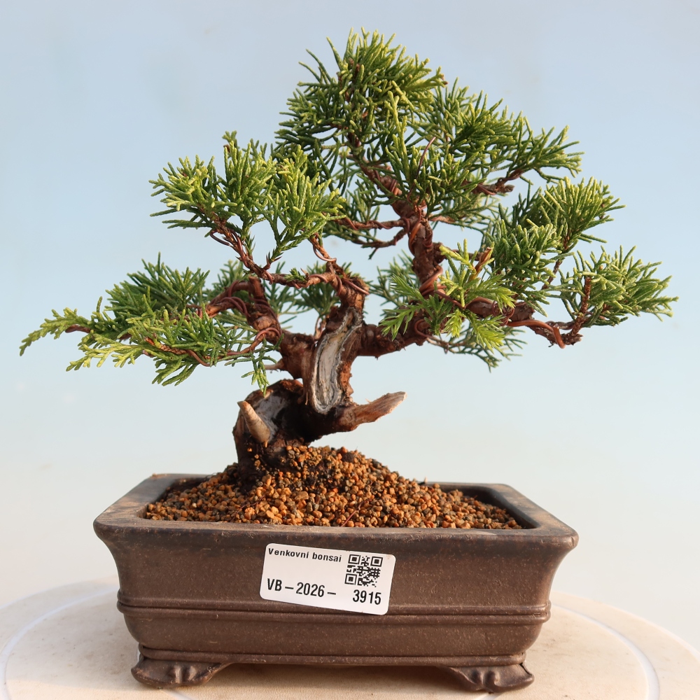 Venkovní bonsai - Juniperus chinensis Itoigawa -Jalovec čínský
