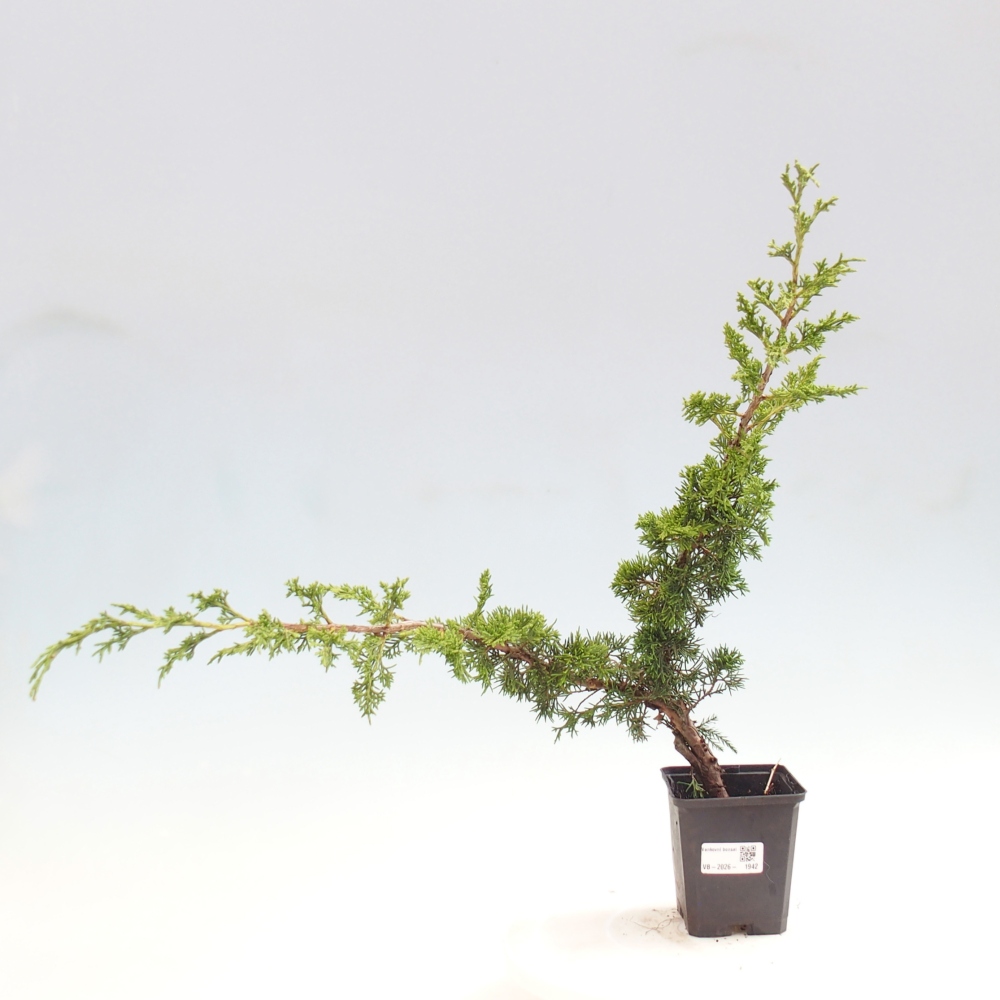 Venkovní bonsai - Juniperus chinensis Itoigawa -Jalovec čínský