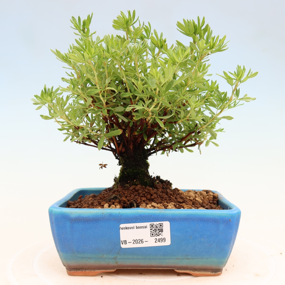 Venkovní bonsai-Mochna křovitá - potentila fruticosa 