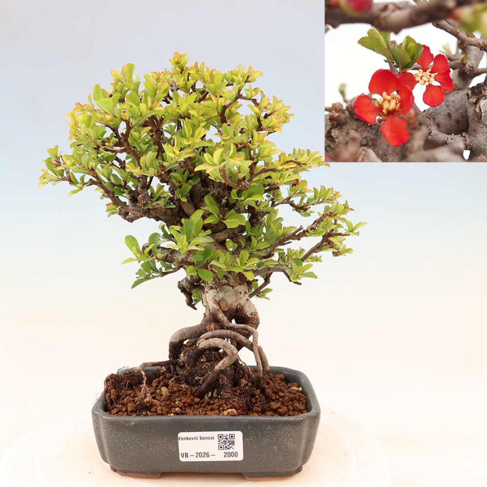 Venkovní  bonsai -  Chaneomeles speciosa Chojubai - Kdoulovec ozdobný