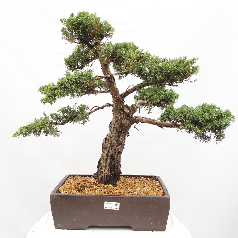 Venkovní bonsai - Juniperus chinensis  - Jalovec čínský 