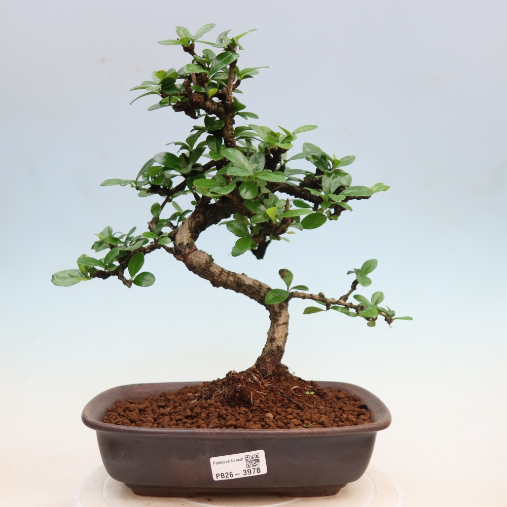 Pokojová bonsai - Carmona macrophylla - Čaj fuki