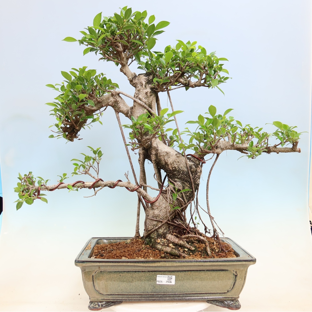 Pokojová bonsai - Ficus kimmen -  malolistý fíkus