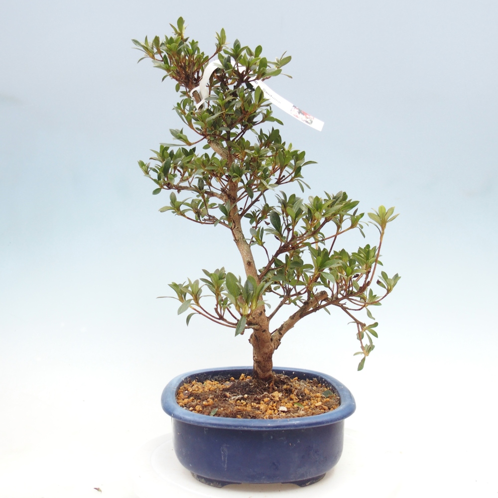 Venkovní bonsai - Japonská azalka - Azalea Senhime