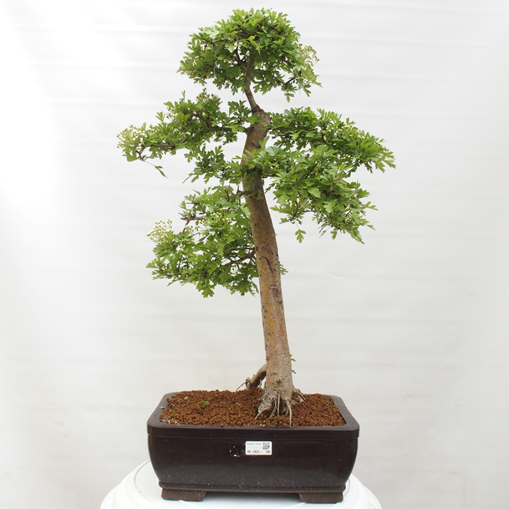 Venkovní bonsai - Hloh - Crataegus monogyna