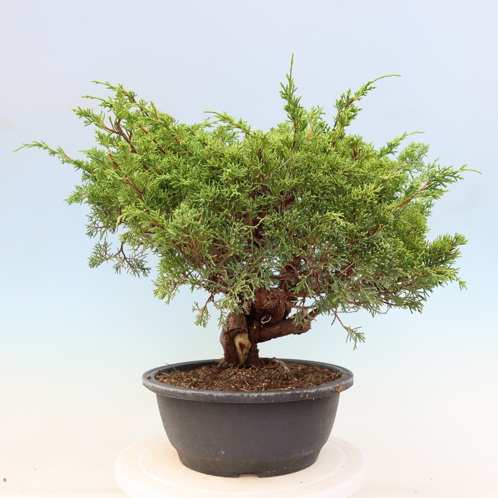 Venkovní bonsai - Juniperus chinensis Itoigawa-Jalovec čínský