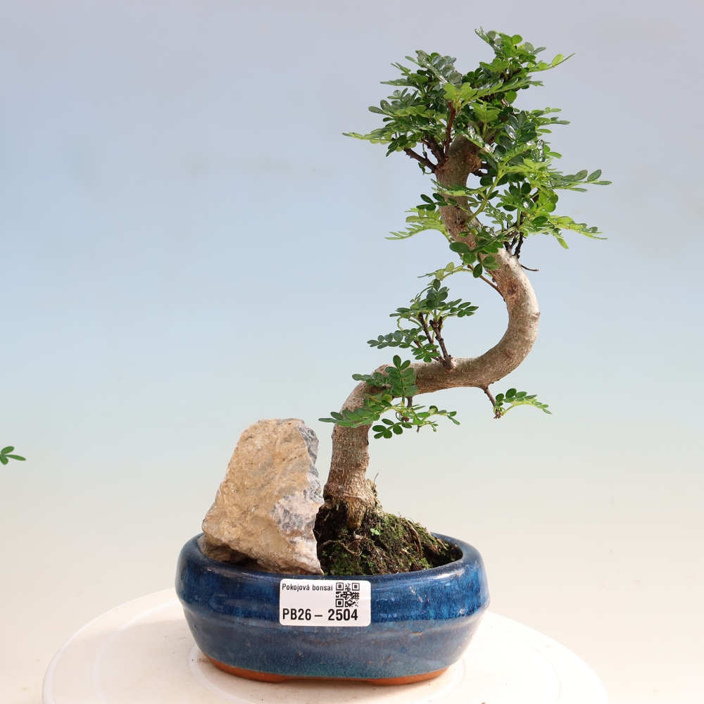 Pokojová bonsai - Zantoxylum piperitum - Pepřovník