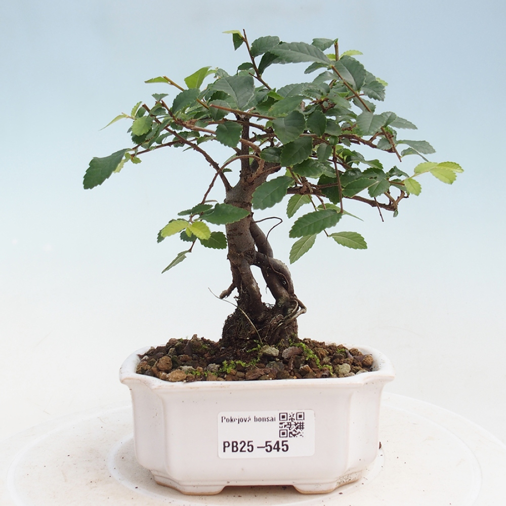 Pokojová bonsai - Ulmus parvifolia - Malolistý jilm