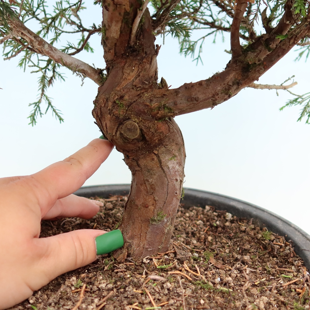 Venkovní bonsai - Juniperus chinensis Itoigawa-Jalovec čínský