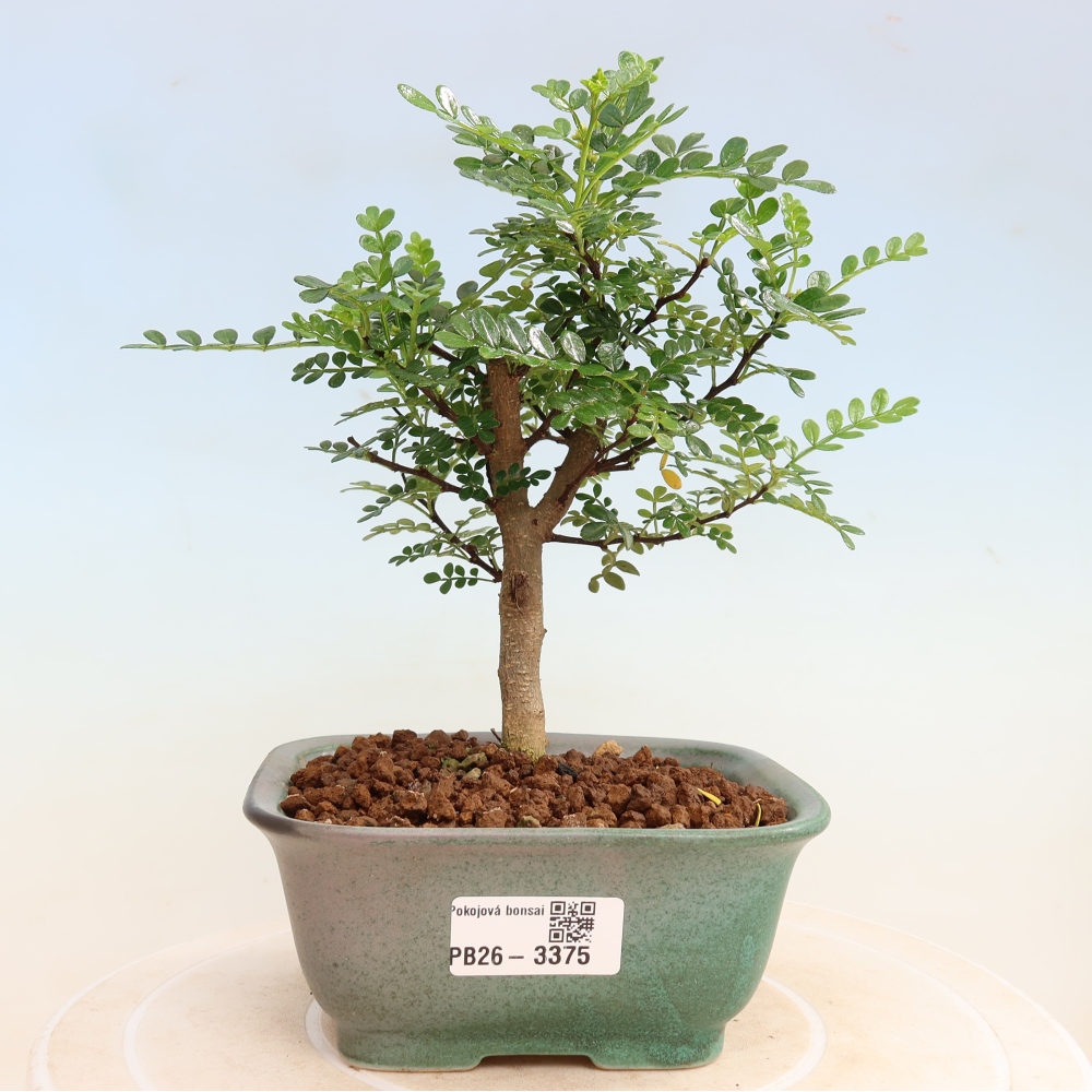 Pokojová bonsai - Zantoxylum piperitum - Pepřovník