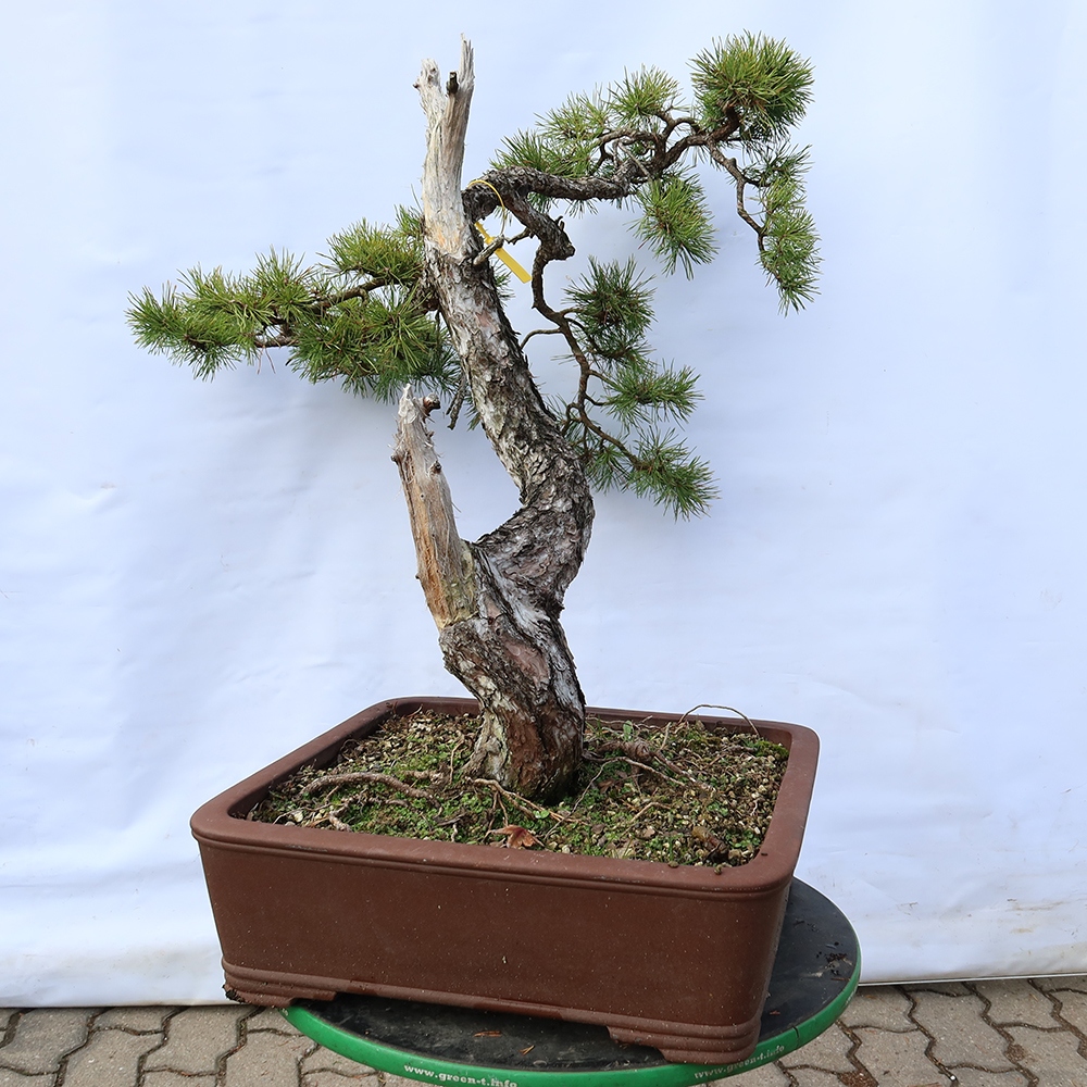 Pinus sylvestris Španělsko - borovice lesní