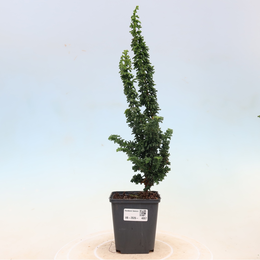 Venkovní bonsai - Cham. obtusa SEKKA HINOKI - Cypřišek