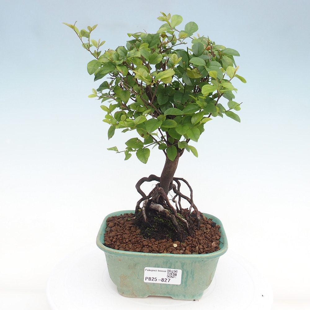 Pokojová bonsai - Sagerécie thea - Sagerécie thea