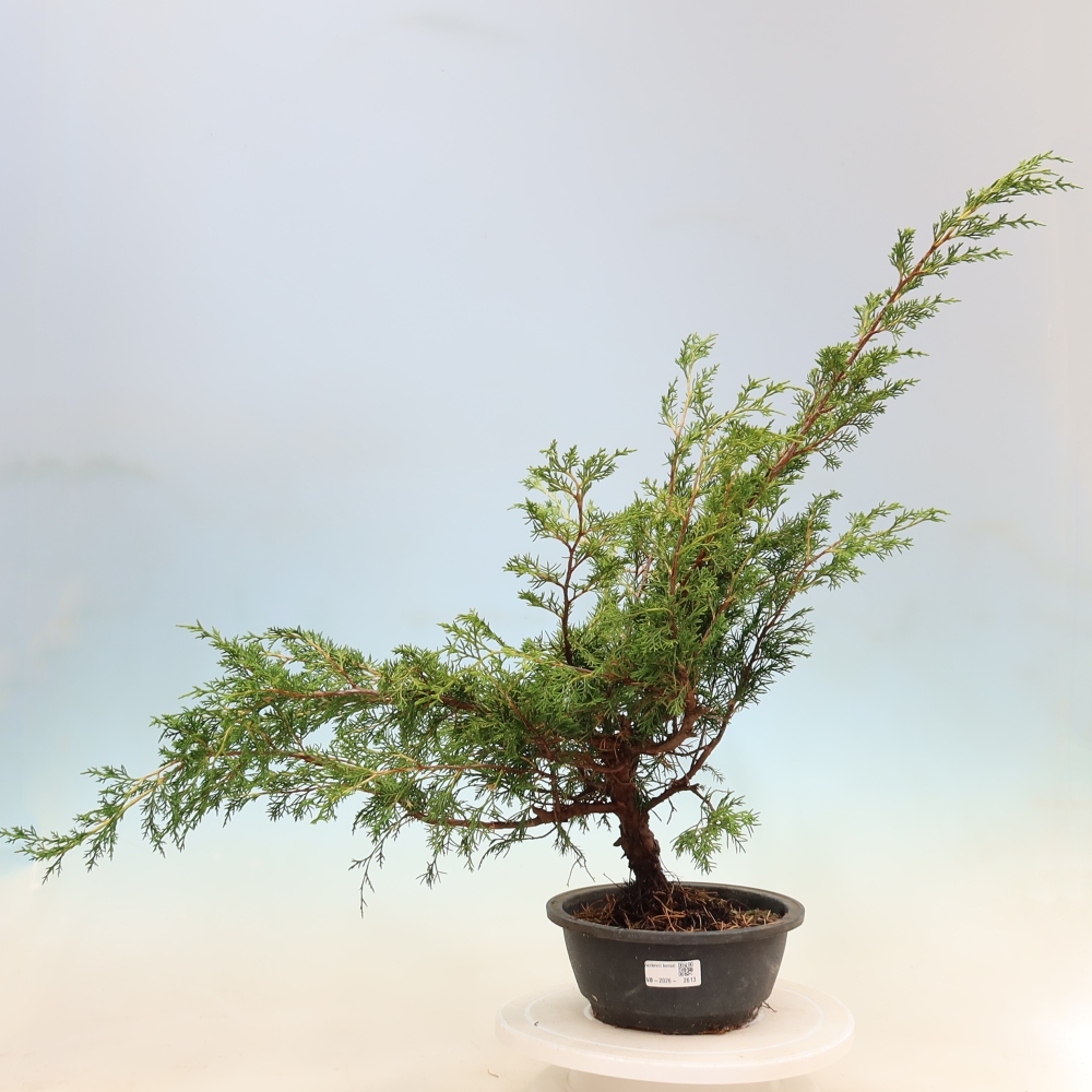 Venkovní bonsai - Juniperus chinensis Itoigawa -Jalovec čínský