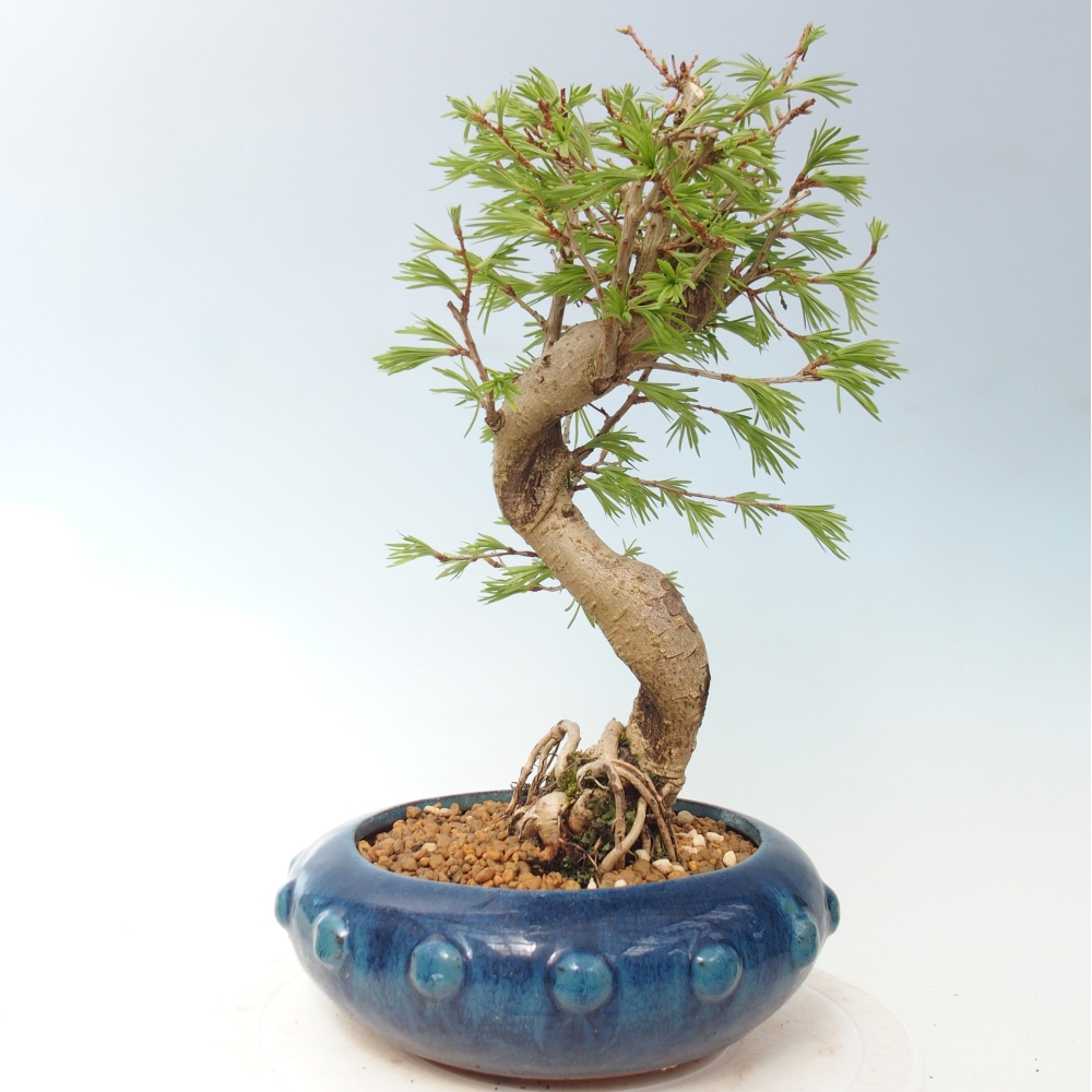 Venkovní bonsai -Pseudolarix amabis-Pamodřín