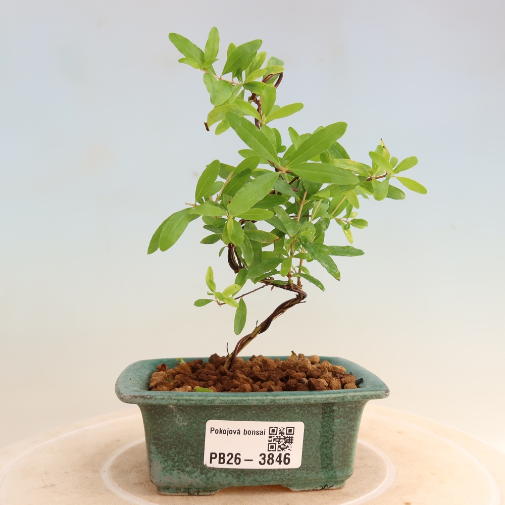 Pokojová bonsai-PUNICA granatum nana-Granátové jablko