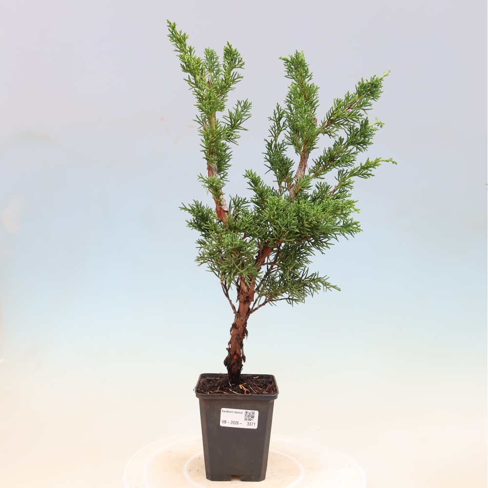 Venkovní bonsai - Juniperus chinensis Kishu -Jalovec čínský